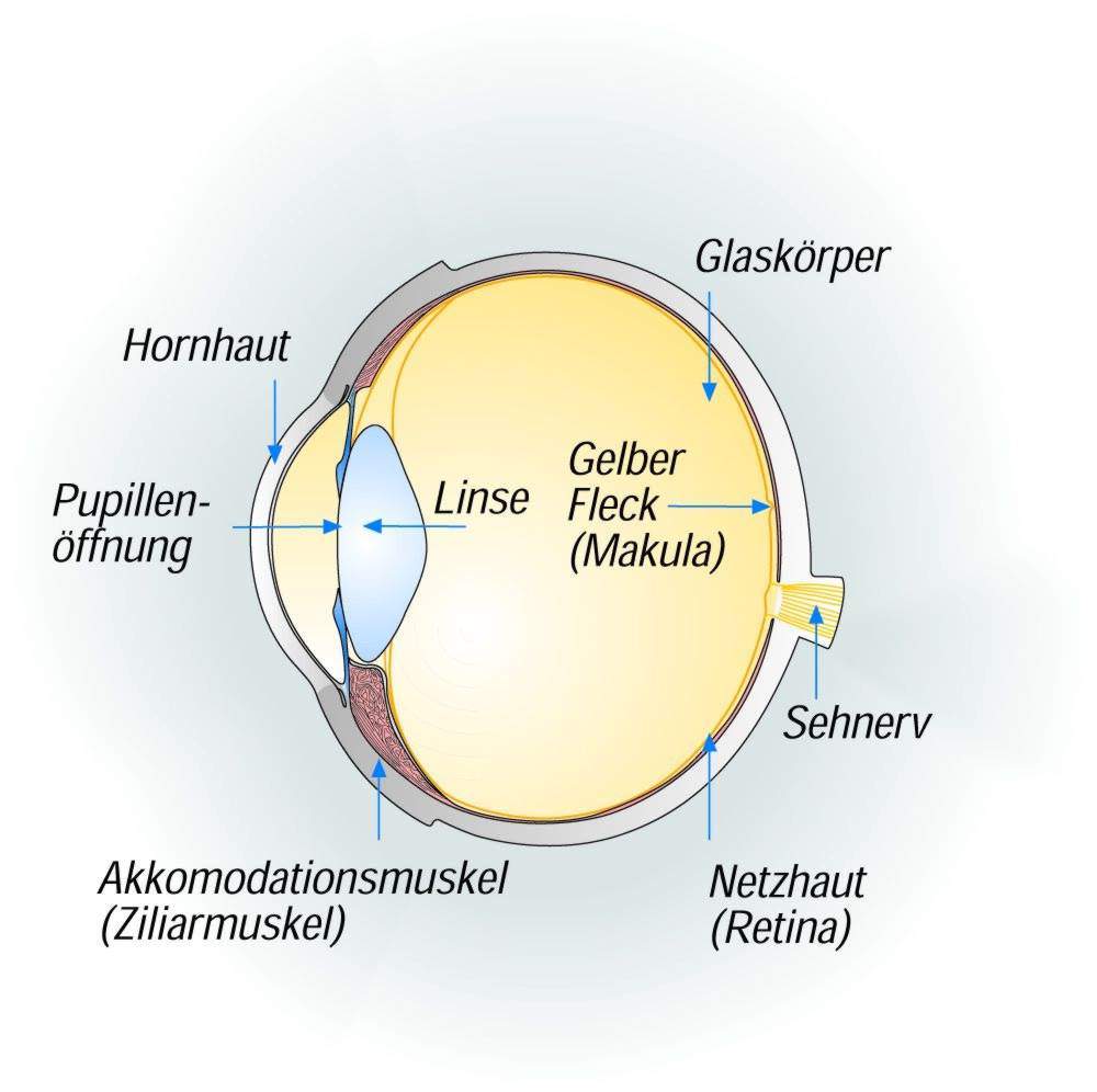 Aufbau des Auges